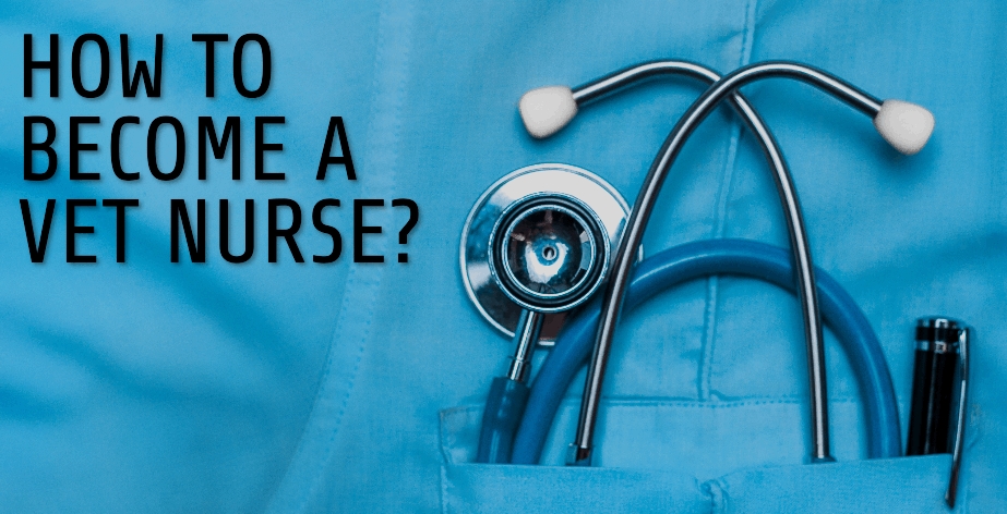 How to Become a Vet Nurse: A Complete Guide